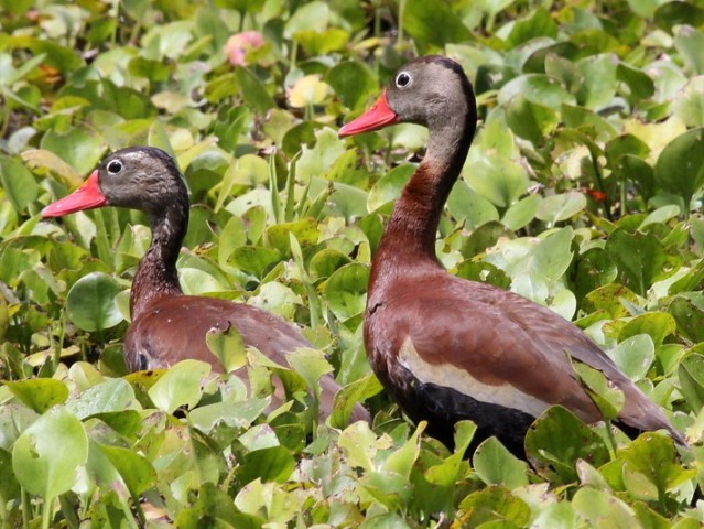 Black-bellied Whistling-Ducks